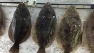 FlounderPro3000 Underwater LED Floundering Lights
