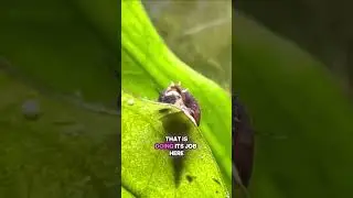 Malaysian Trumpet Snails compete with your Shrimp