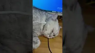 After I Fully Charged The Cat😂⏭.... | Chef Cat Daily Life  #tiktok #Shorts