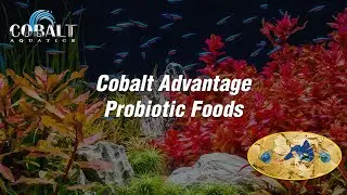 Probiotic Video   Tropical Flakes  Directive FINAL