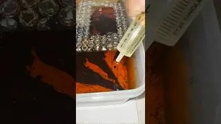 Betta Fish Fry First Food | #pets #telugu #trending #viral #aquarium #fish #bettafish