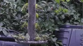 Feisty flock of siskins