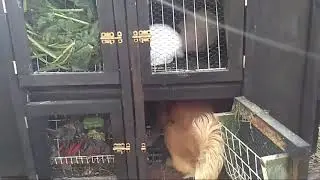 One more rabbit