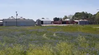 Cornflower fields, forever