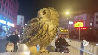 Owl captured sitting on car roof top || Viral Video UK