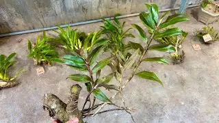 (đã hết ạ) Lan rừng trưa 7/12/2025(ship 30k) Hàm Long, Tím Huế, Hoàng Thảo Vuông, Kiều, Quế..