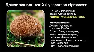 Дождевик вонючий (Lycoperdon nigrescens)