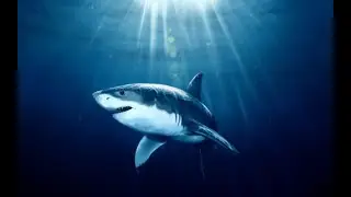 SHARK #shorts