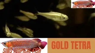 Sims Tropical Fish - Gold Tetra