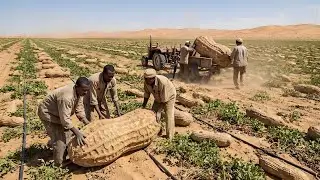Unbelievable! They Tried Growing Peanuts In The Desert &mdash; The Results Stunned The Entire World