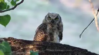 Great Horned Owl juvenile begging calls