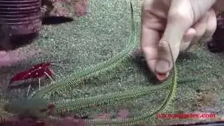Ophiomastix annulosa