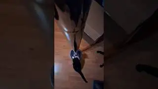 Kidd The Cat |  SlowMotionCatch         #cats #pole #slowmotion #catvideos