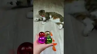 Cat Barsik Beads 📿🌈🔴  Reverse video