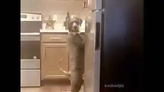 dog doing the dishes