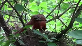 Northern Cardinal couple with their chick