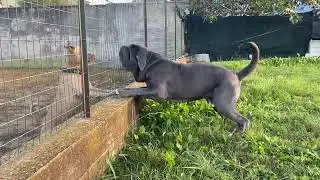 Mastino napoletano vs Pitbull
