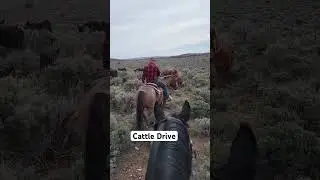 Cattle Drive in the Mountains #cattle #cattledrive #horseriding #country #cowboy
