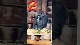BEST Post-Holiday Diet🍴Cute Gorilla Eating Healthy Food🥬🦍LOVE Wildlife💖FUN Pets✨Funny Animal Video❣️
