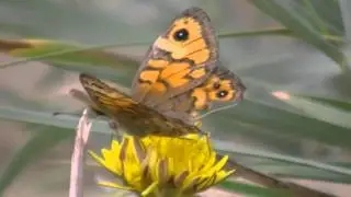 Wall Brown Butterfly