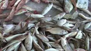 La storia delle Pescatrici