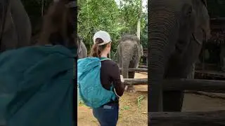 🌳 Peaceful Escape: Cambodia&rsquo;s Forest Sanctuary & Sustainable Tourism