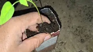 Mudas de mamão plantado no vasinho