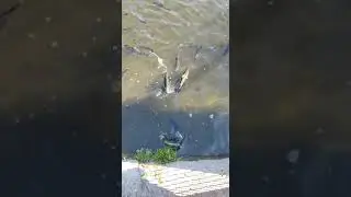 Tęczaki .Niemiecka hodowla pstrąg&oacute;w tęczowych. Przy hotelu