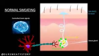 How Sweating Works: THE SCIENCE OF SWEATING