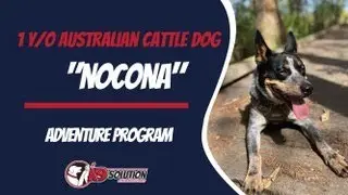 🐶Dog Trainers Palm Beach County / Dog Training Palm Beach County 🦮