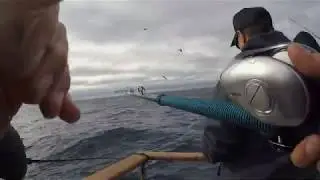 YELLOWFIN Tuna-Overnight-Tribute Sportfishing
