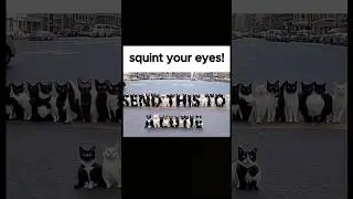 squint your eyes!#funny #cat