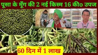 moong ki nai kism 15 kivantal // moong ki kheti kaise Karen, how to grow green gram // moong  ugaye