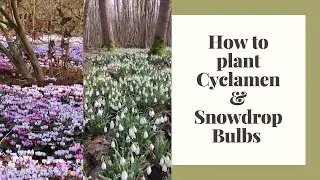 How to plant Cyclamen and Snowdrop bulbs