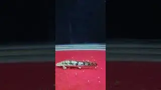 RTG Arowana and Endlicheri Bichir feeding.