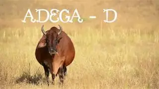 ADEGA D - UMA DAS GRANDES MÃES DA RAÇA SINDI , ATUALMENTE.