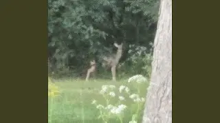 deer point the way