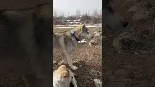 Live: Nature Walk with Husky & Puppy &mdash; Pure Nature 🌿🐕part 18 #shorts