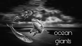 ocean giants 🐋 #trendingshorts #youtubeshorts #youtube #facts#marinecreatures #wildlife #marineworld