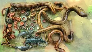 Spotted a Millipede big Scorpion And Giant red Millipede black Millipedes white Millipedes 