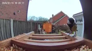 Bird Cam 15012026 - Great Tit