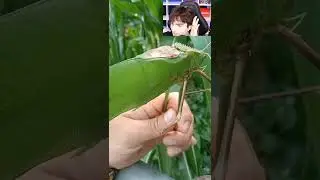 LEAF BUG SCREAMS.. #Shorts