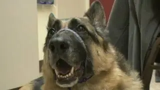 More Pets Prescribed Psychiatric Drugs