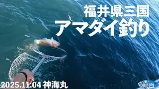 福井県三国でアマダイ釣り【2025.11.04 神海丸】
