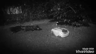 Rudy ed il misterioso mangiaerba di latta