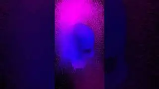 Skullistic