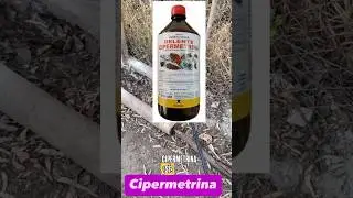 M&eacute;todo Agresivo para ELIMINAR hormigas 🐜