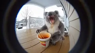 🐨🌶Animals And The World's Hottest Noodles.Part 2