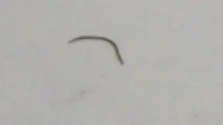 Er Eruca