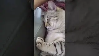 🍁 Nap time #egyptiancats Soninho na poltrona ##gatos #cats #calgary #alberta #canada